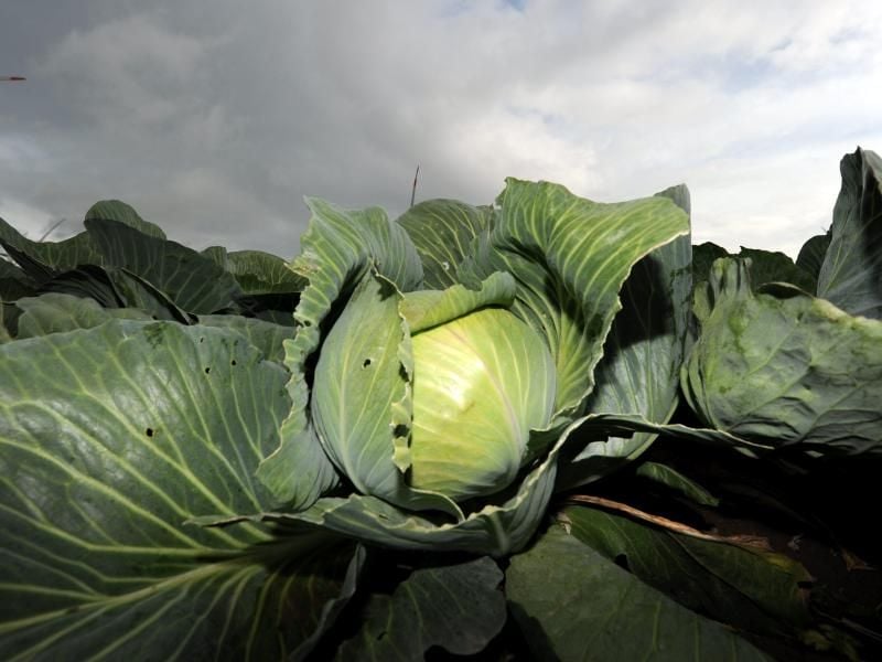 Blick auf Kohl, der auf einem Feld wächst. Foto: Carsten Rehder/ Archiv