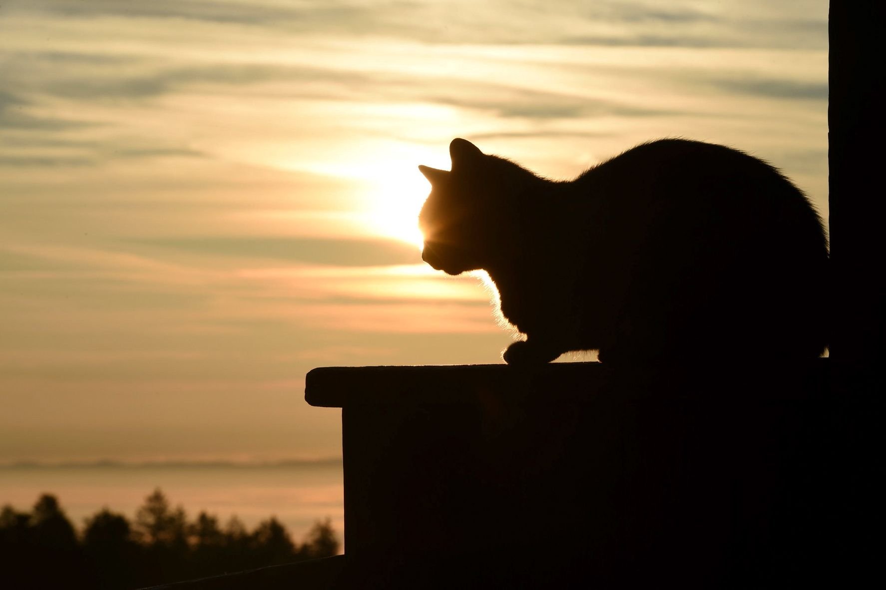 Eine Katze sonnt sich.