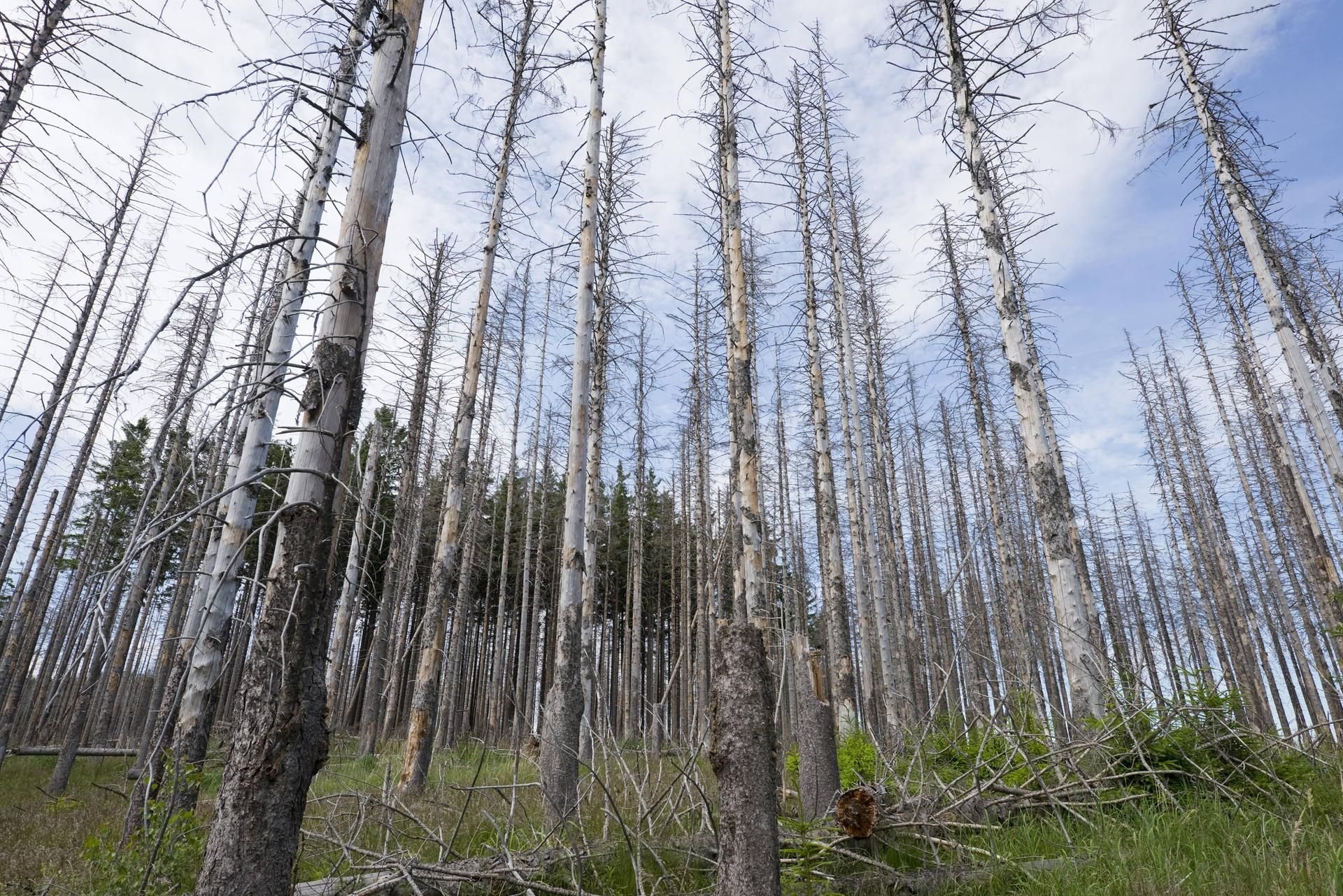 Die Zerstörungen des Borkenkäfers in Fichtenwäldern im Harz sind besorgniserregend.