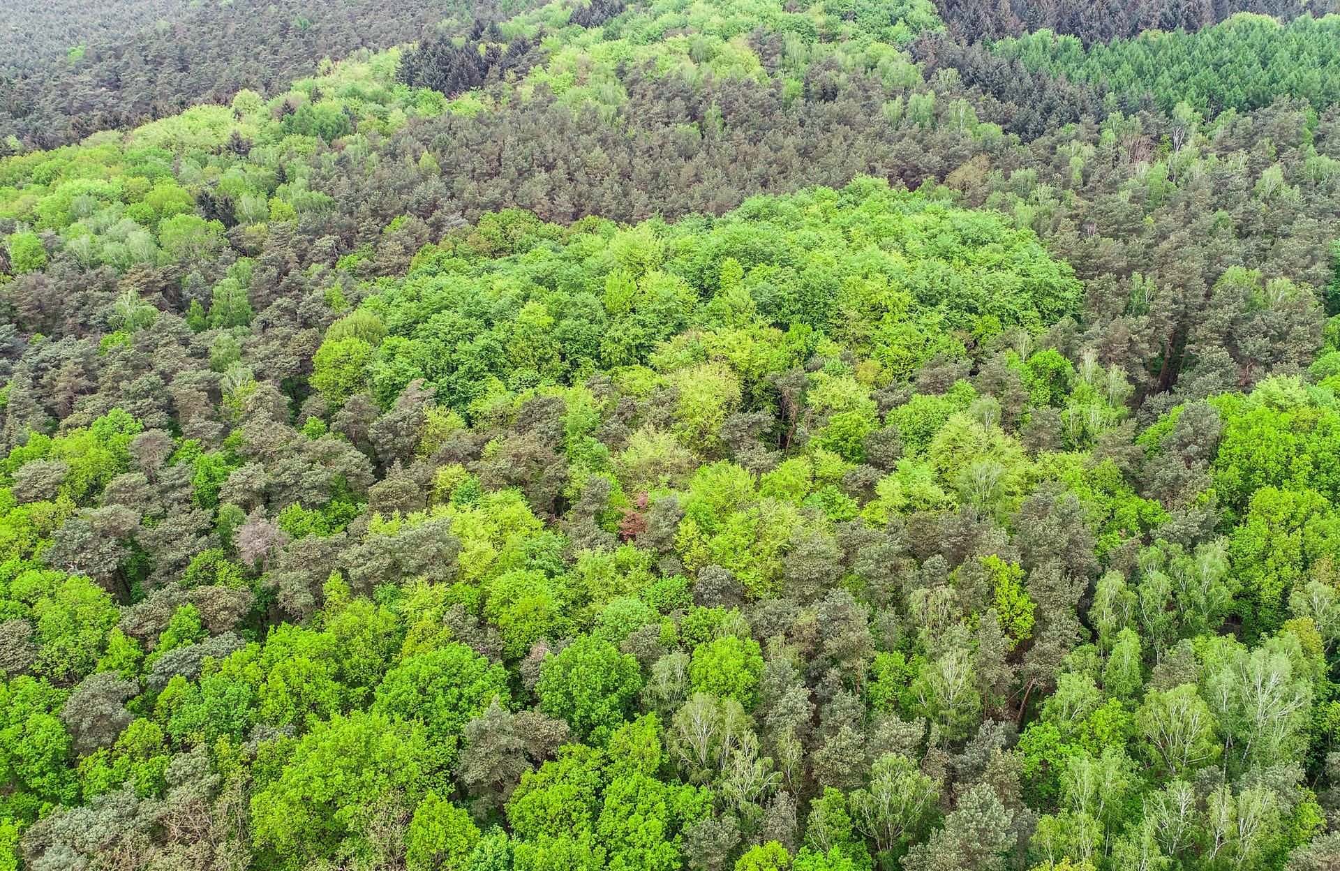 In unterschiedlichen Grüntönen leuchten die Blätter verschiedene Laubbaumarten zwischen immergrünen Nadelbäumen in einem Wald.