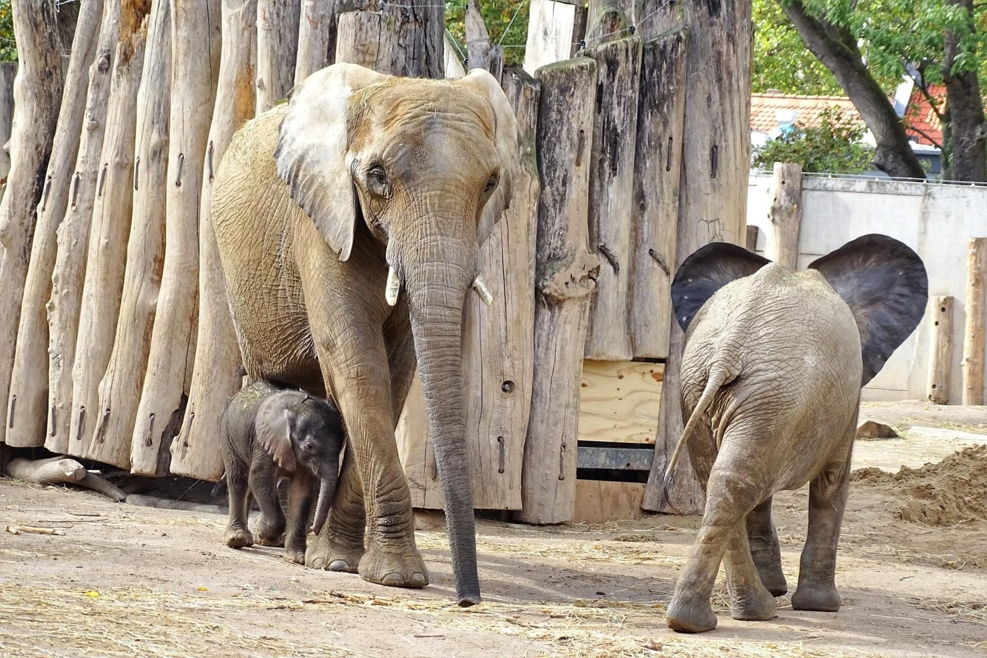 Elefantenbaby Bergzoo Halle: Elefantenhaus Wieder Offen