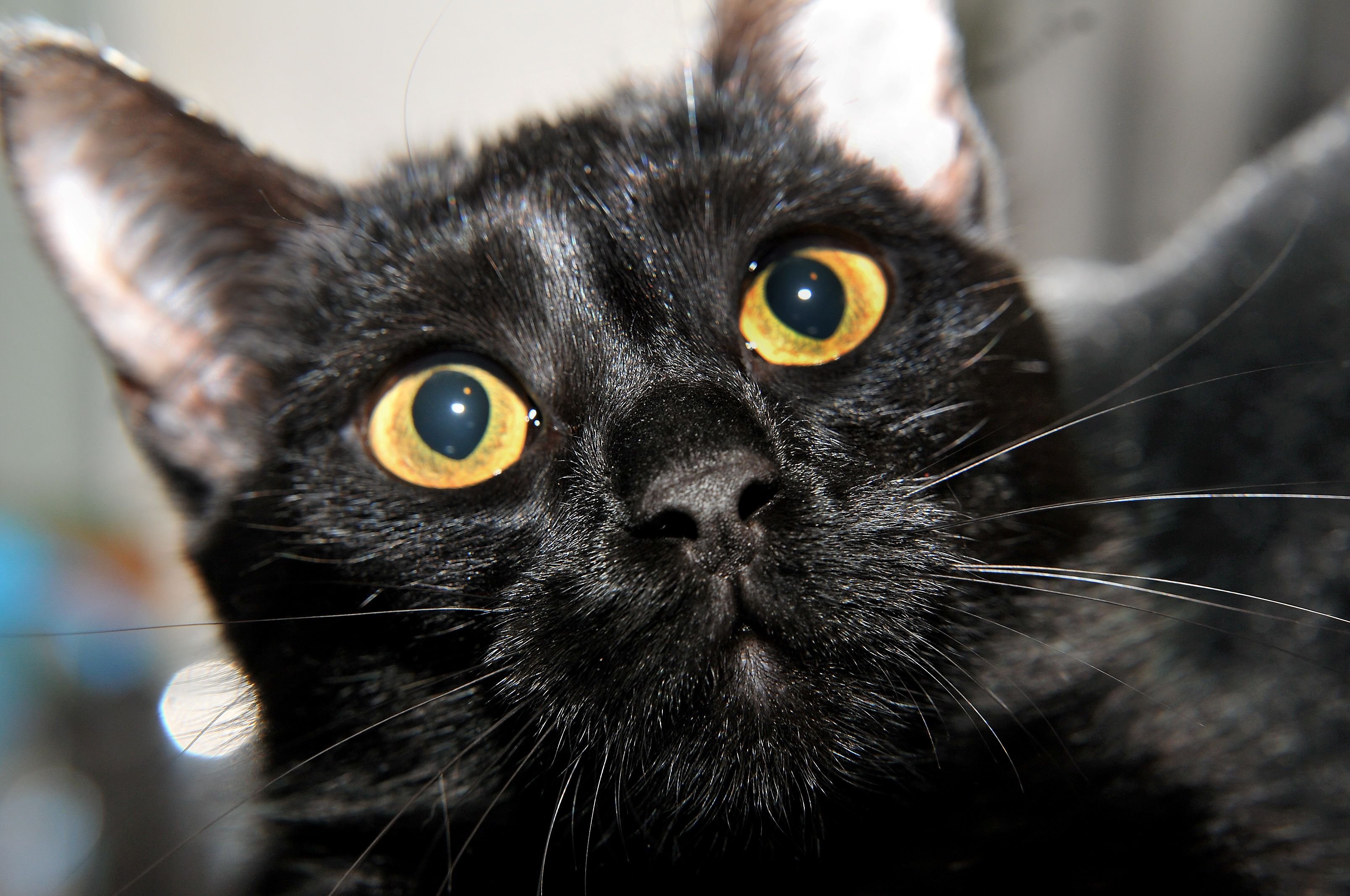 Schwarze Katze. Symbol/Archiv