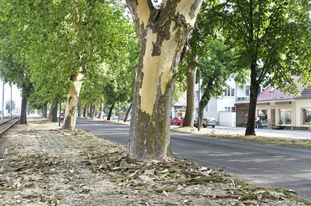 Die Platanen in der Heidestraße werfen großflächig ihre Borke ab.