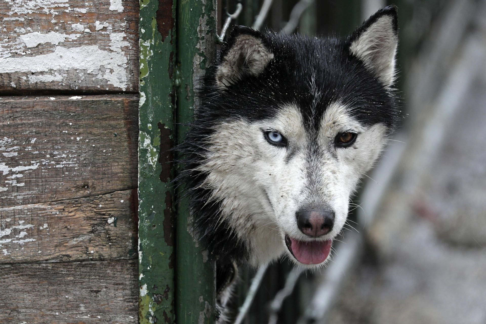 In Leipzig hat die Polizei einen Husky aus einem überhitzten Auto gerettet. (Symbolfoto)