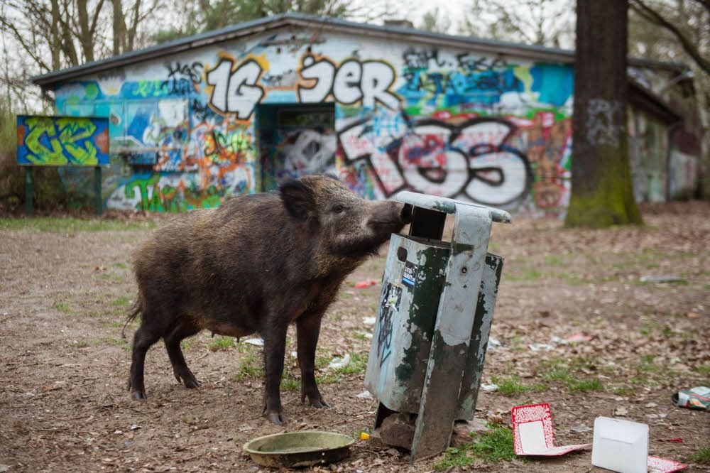 Allein im Jahr 2015 wurden im Revier Dambachhaus, das Treseburg eben nur zu einem geringen Teil berührt, 144 Wildschweine erlegt.
