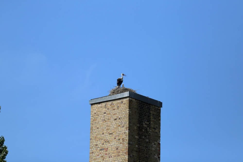 Der echte Storch hat zwei Jungtiere.