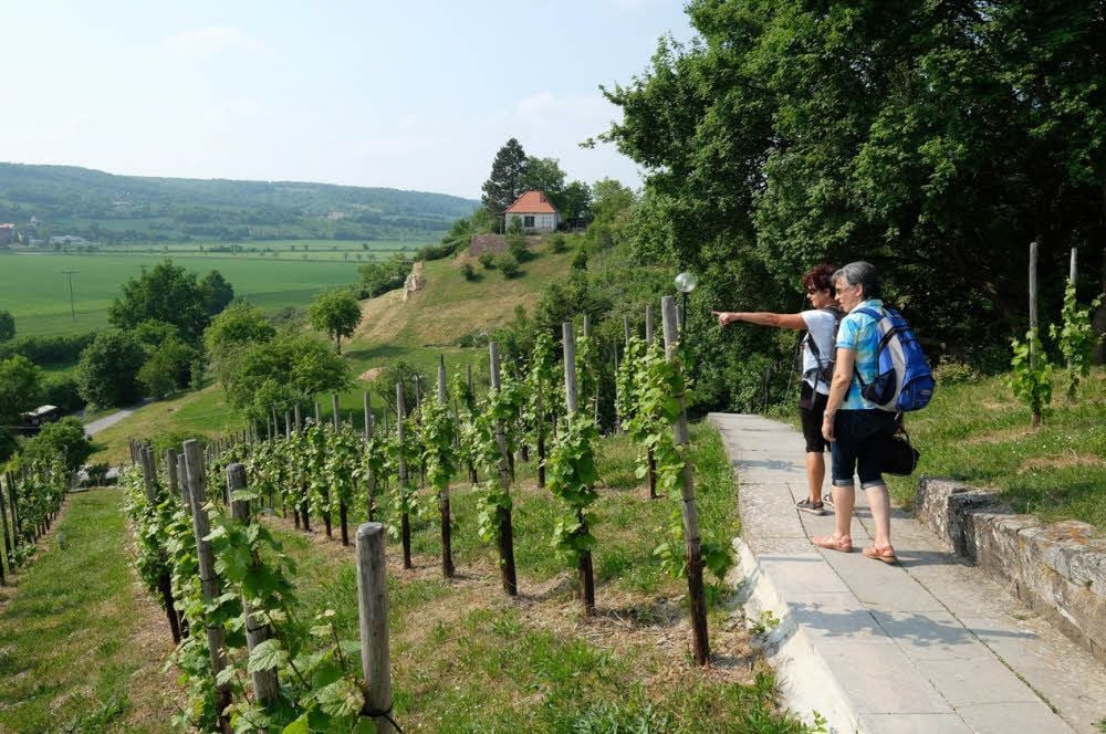 Entlang der Weinmeile an Saale und Unstrut, wie hier am Max-Klinger-Weinberg bei Großjena, können sich Wanderer von Winzern das Glas füllen lassen.