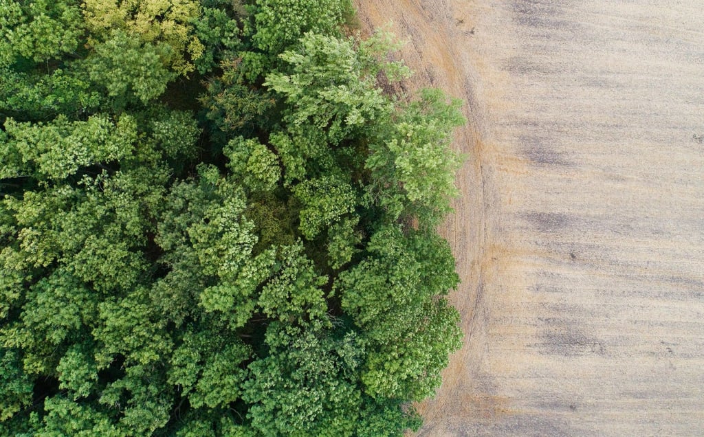 Ein trockenes Feld neben einem Mischwald