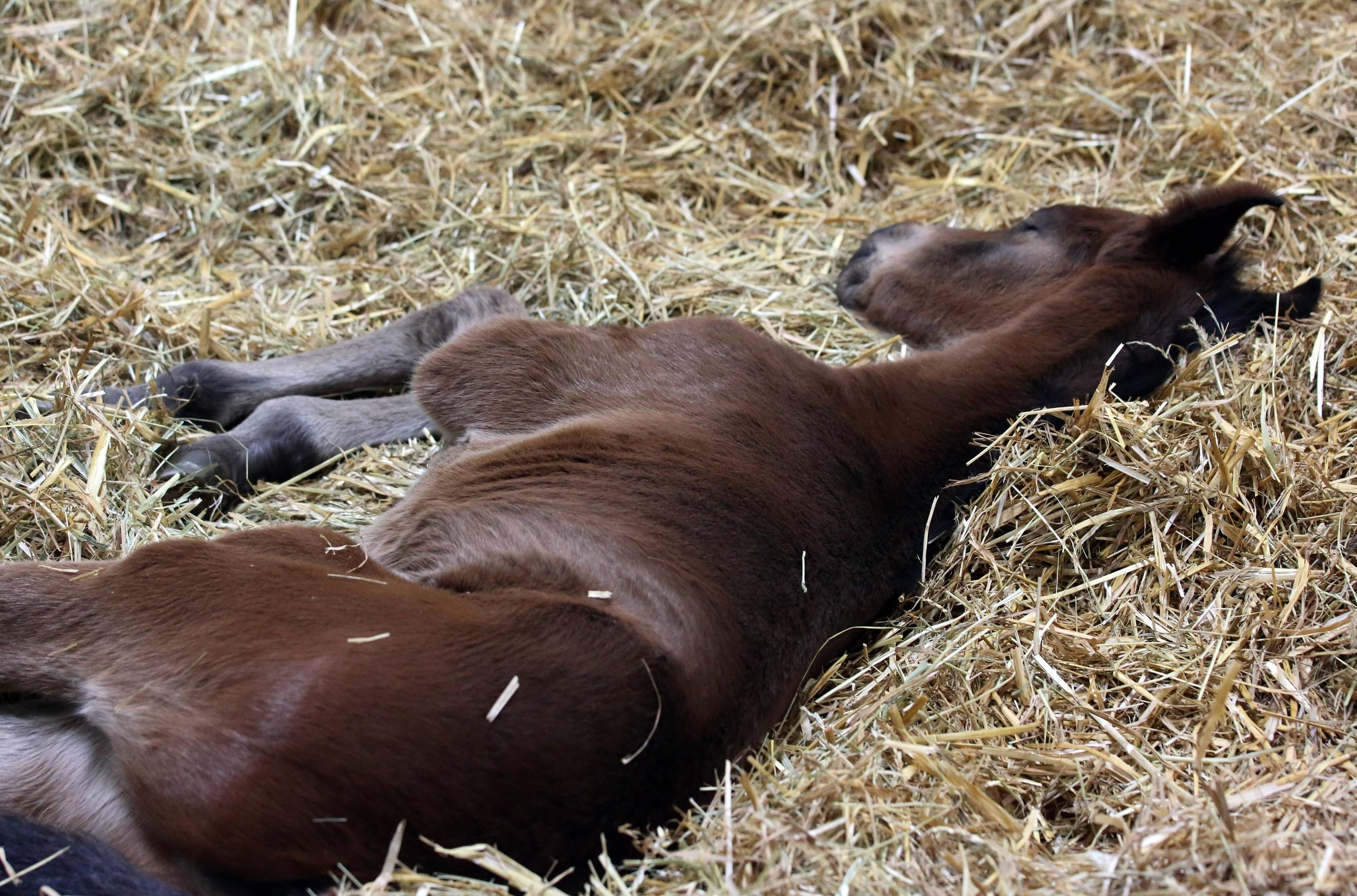 Ein drei Monate altes Shetland-Pony wurde in Tautenhain (Saale-Holzland-Kreis) mit einem Weidedraht erdrosselt.