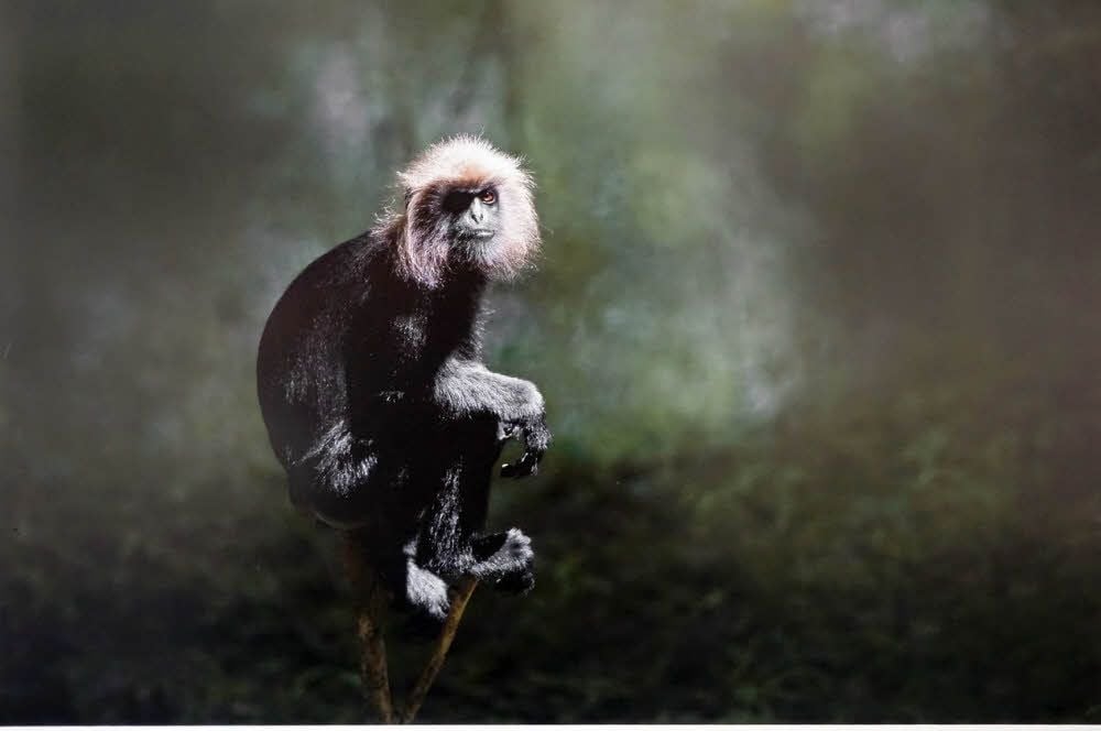 Nilgiri-Langur sitzt Porträt.