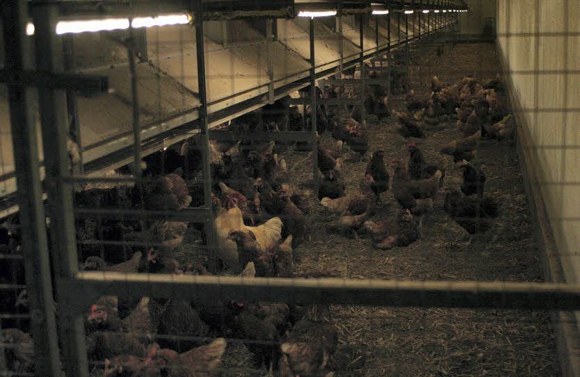 „Stubenarrest“ zum Schutz vor der Vogelgrippe wurde auch über die Hühner des Heidehofs in Mark Zwuschen verhängt.