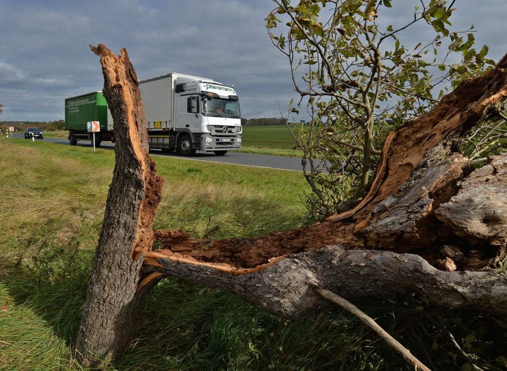 Zwischen Wilsleben und Neu Königsaue liegt ein umgestürzter Baum am Straßenrand. Das Holz einfach mitzunehmen führt zur Anzeige.