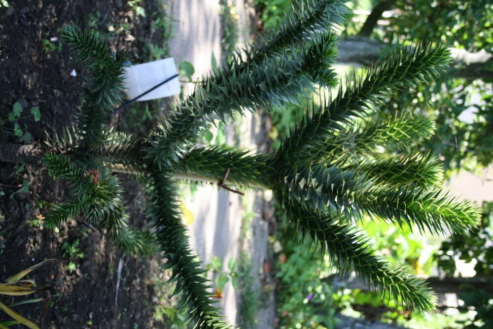Ein Exot im Blumenbeet: Der Baum, der zu Gert Wegeners 65. Geburtstag in den Garten kam, kann fünf Meter hoch werden.