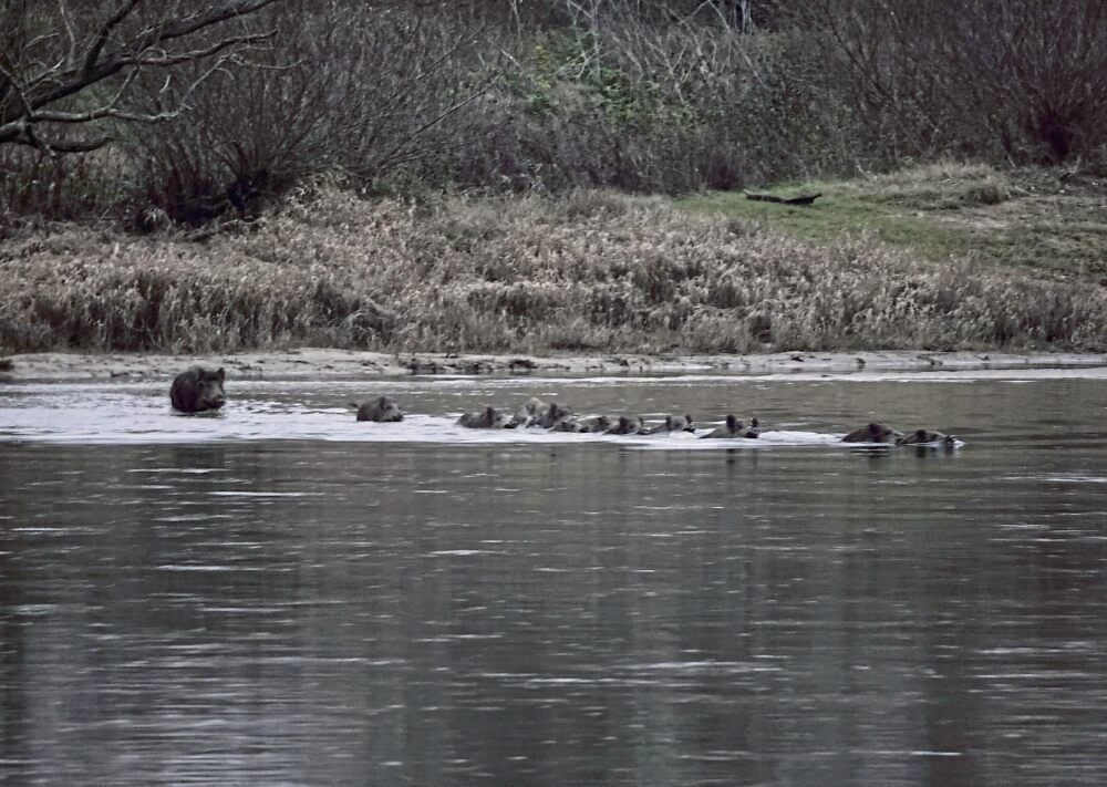 Naturfotograf Marco Leonardo hat die Tiere entdeckt.