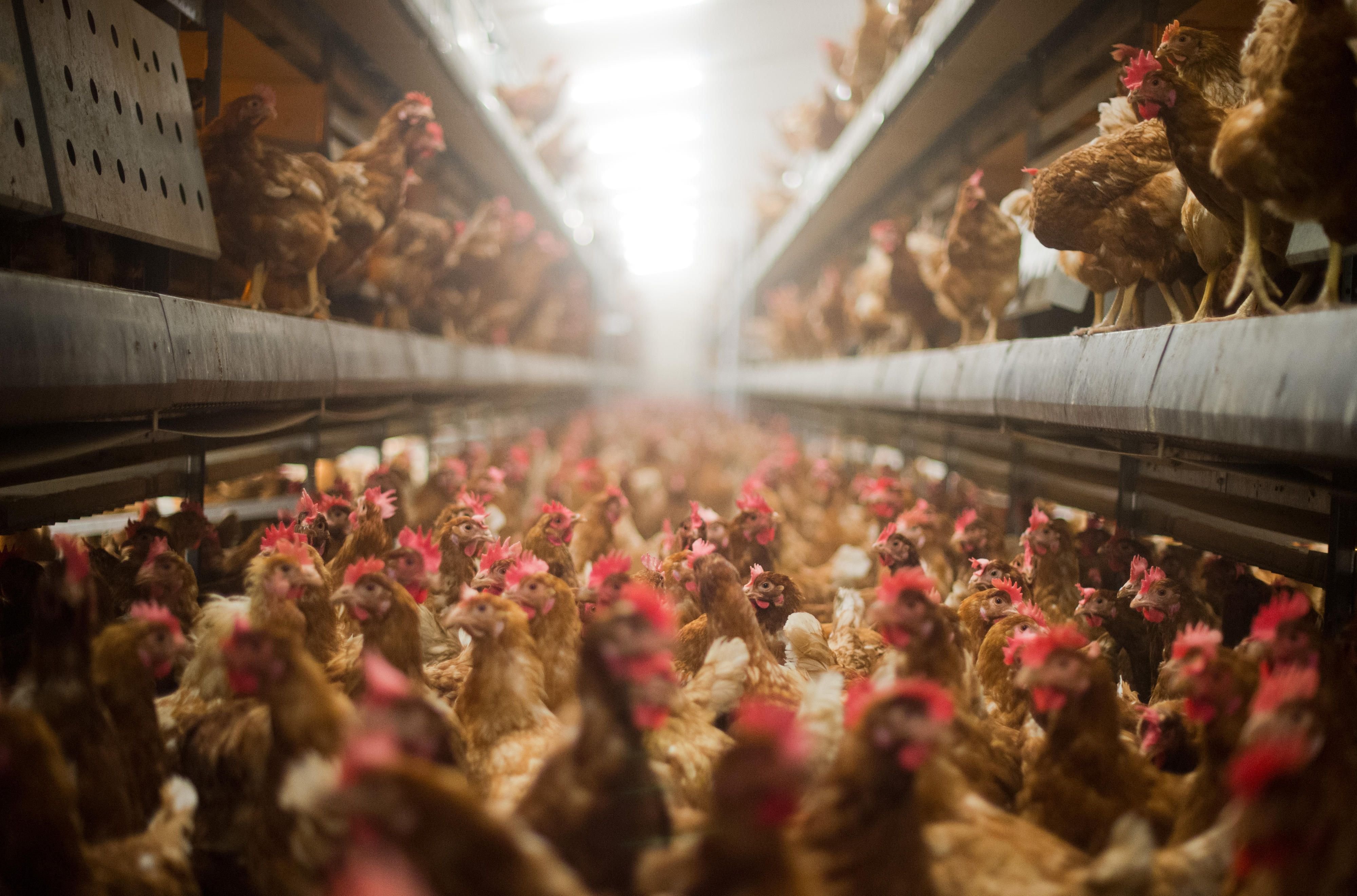 Erstmals seit Ausbruch der Krankheit in Deutschland wurde die Vogelgrippe in einer geschlossenen Tierhaltung nachgewiesen. (Symbolbild)