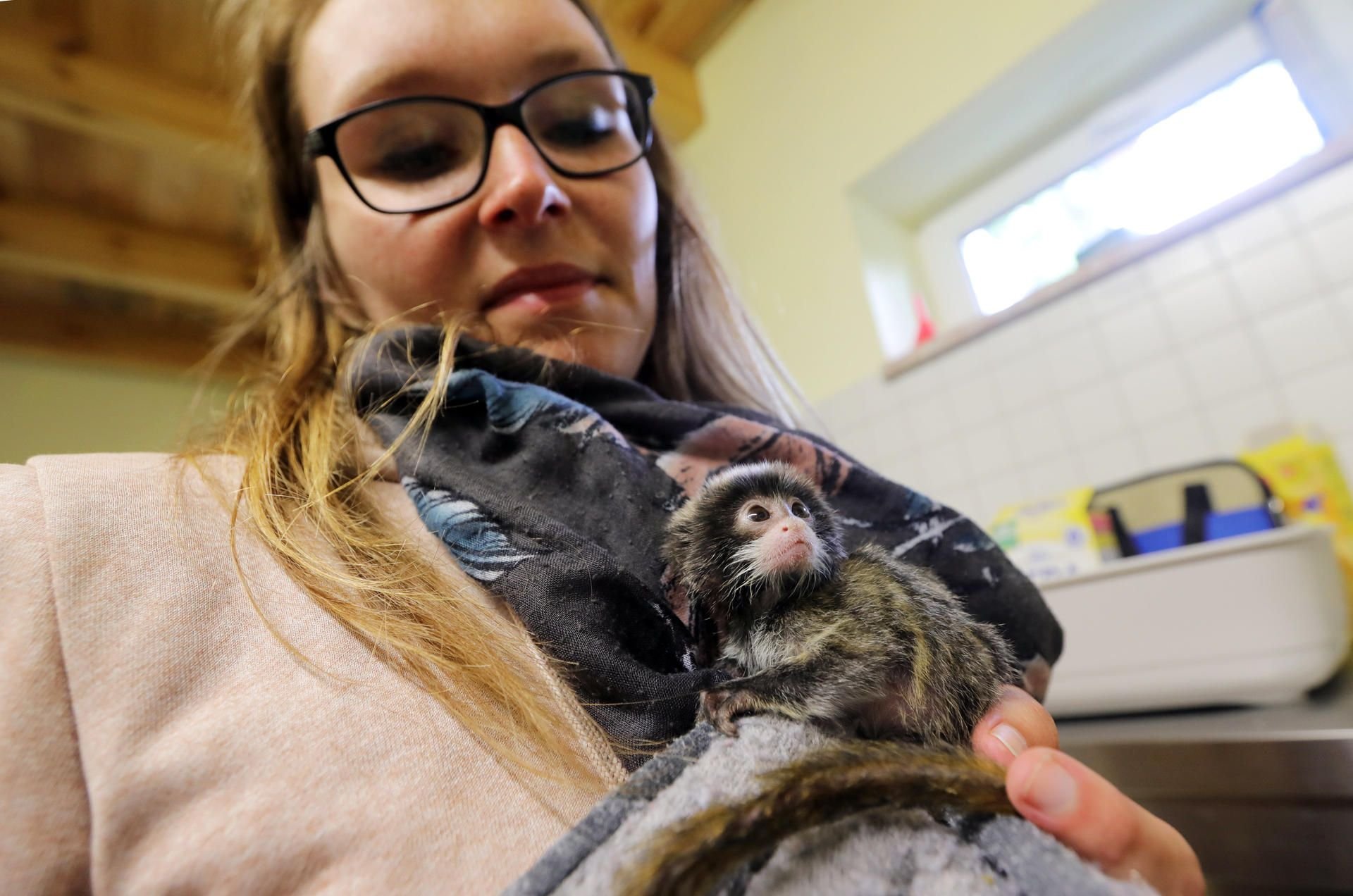 Lisa Krautschick päppelt das Baby der Kaiserschnurrbarttamarine auf, das am 26. März im Wittenberger Tierpark geboren wurde. Täglich bekommt die kleine Affendame noch von ihrer Pflegerin das Fläschchen.