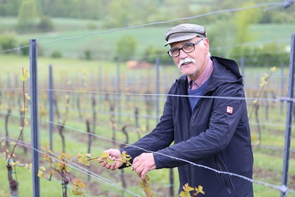 Winzer Rainer Hübbe ist täglich auf dem städtischen Weinberg in Querfurt. Er berät die Stadt und pflegt die Weinstöcke.