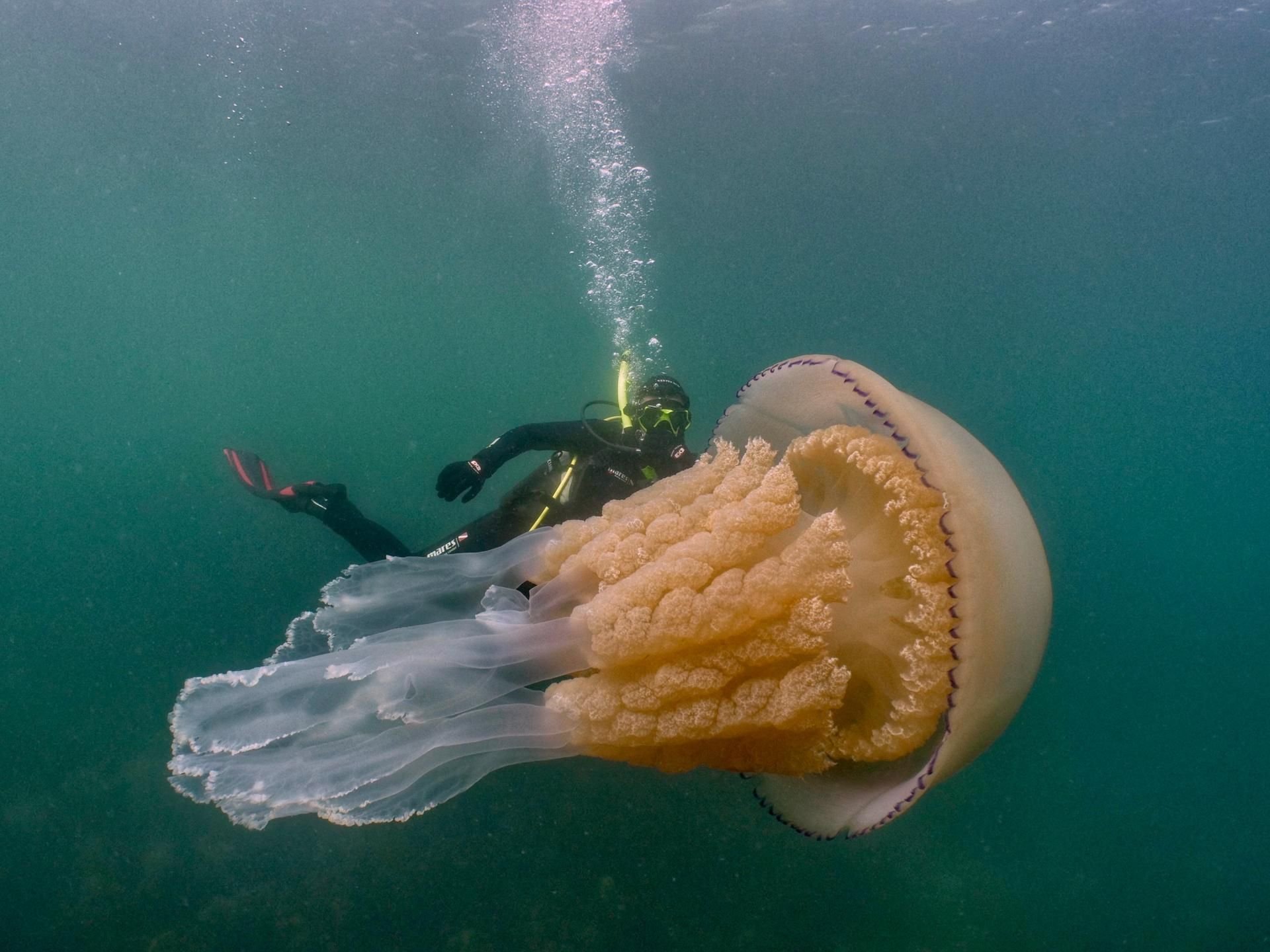 Die Biologin Lizzie Daly taucht hinter einer geschätzt 1,5 Meter langen Lungenqualle.