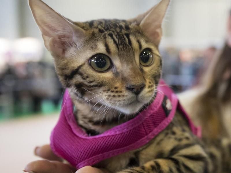 Bengalkatzen sind für Familien mit Kindern geeignet. Die Tiere haben aber auch ihren Preis - sie kosten bis zu 1500 Euro. Foto: Florian Schuh