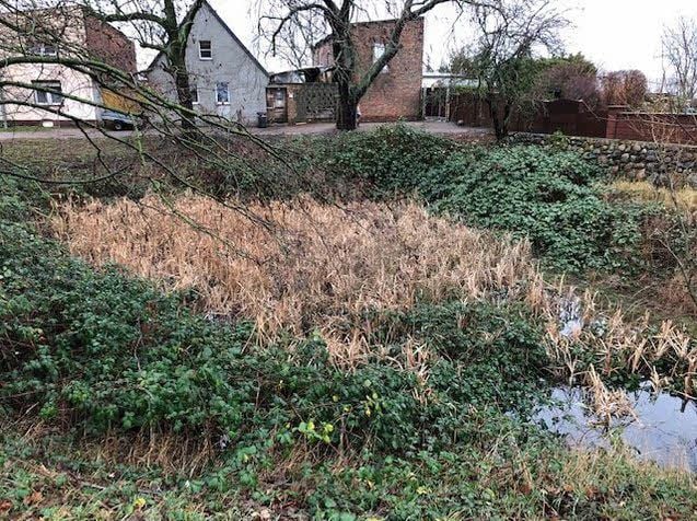 Der Teich an der Neuen Reihe sieht nicht besser aus.