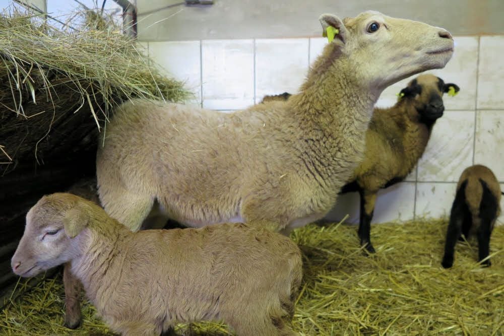 Das noch namenlose Schaf mit seinem Lämmchen