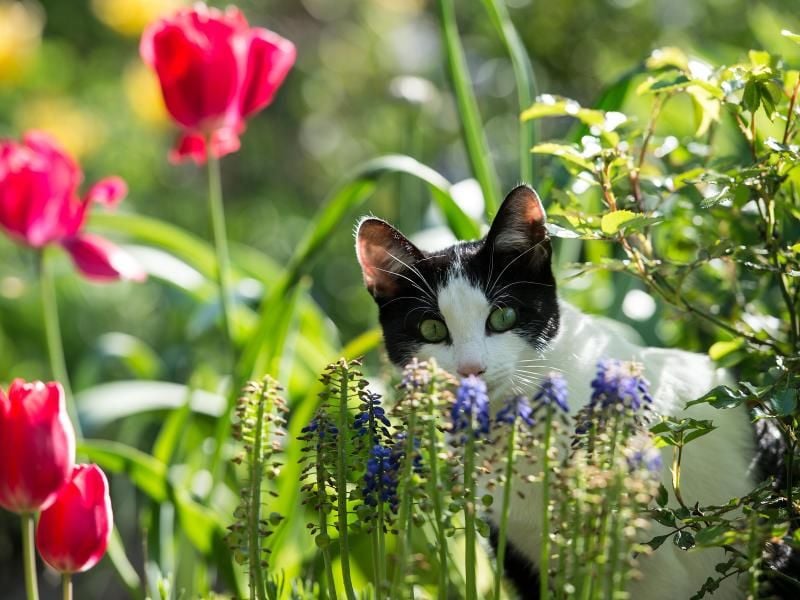 Im Garten gibt es für eine Katze viel zu erkunden. zu ihrer Sicherheitz sollte man Wasser mit Dünger oder Grillanzünder hier nicht herumstehen lassen. Foto: Federico Gambarini