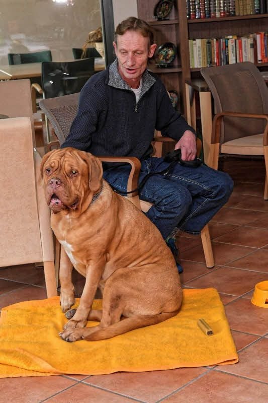 Bordeaux Dogge „Chili“.