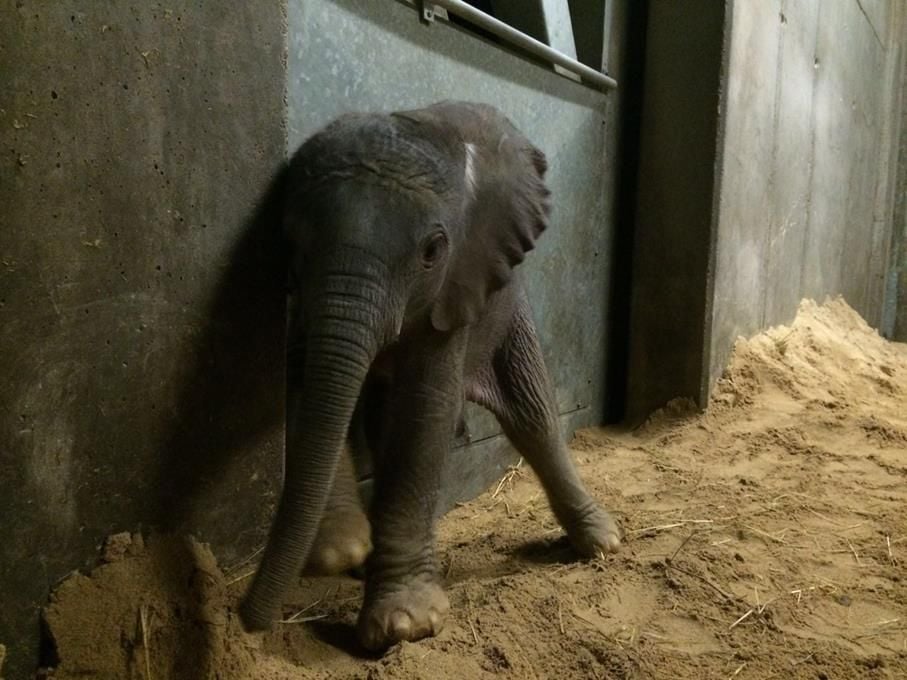 Der kleine Elefant.