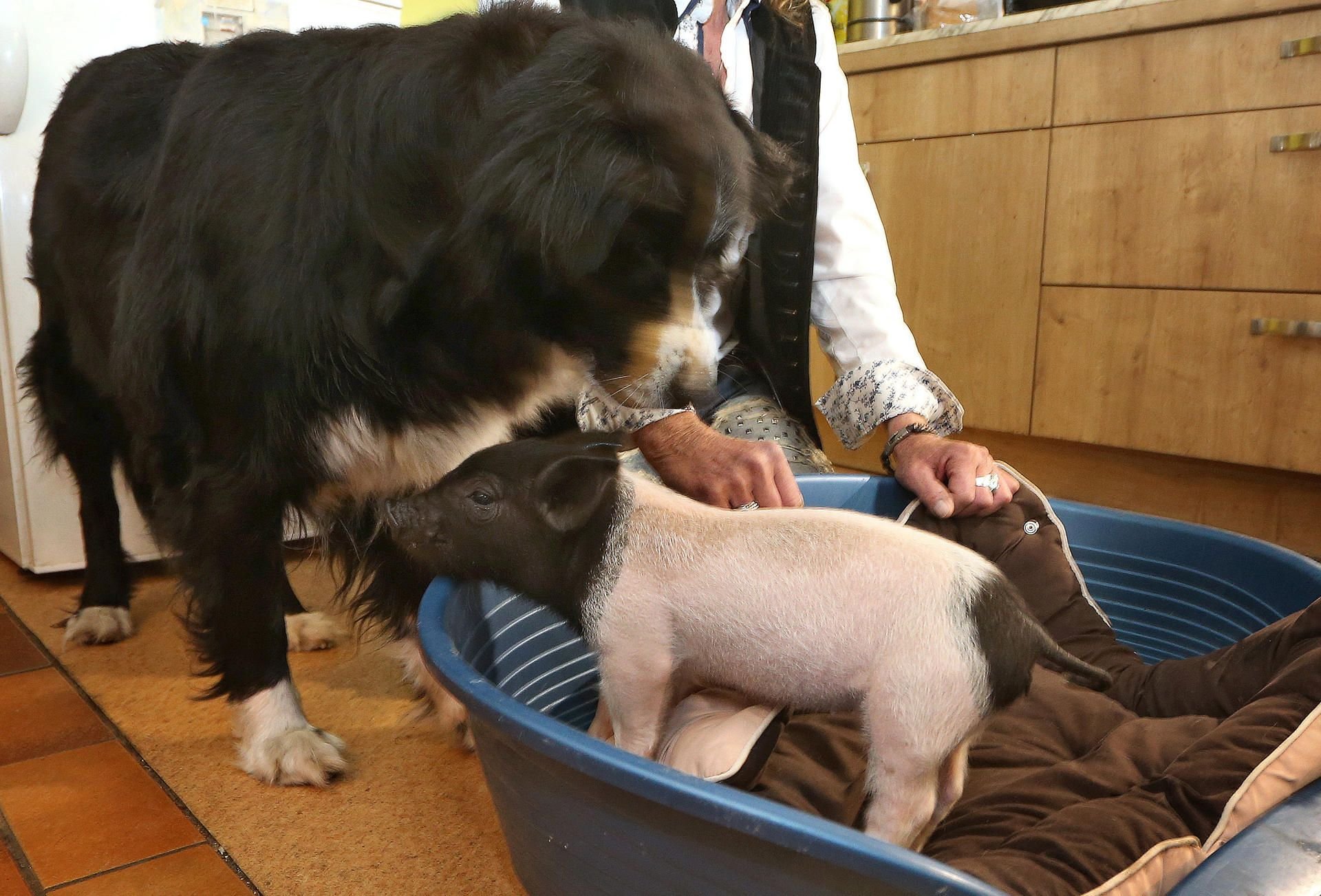 Hündin Molly steht neben dem knapp sechs Wochen alten Ferkel Rosa.