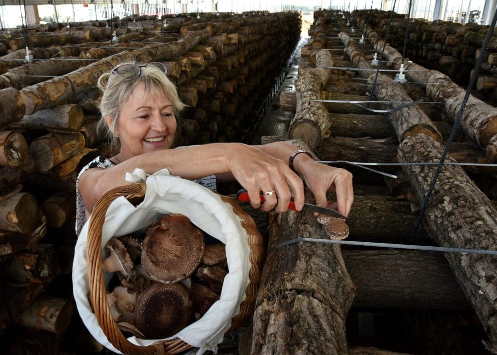 Petra Blanke erntete in dieser Saison schon die ersten Shiitake-Pilze, die in ihrem Gewächshaus an geschichteten Holzstämmen wachsen.