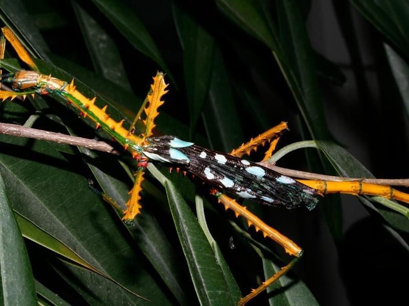 Anders als die meisten Stabschrecken tarnen sich die Männchen der neuen Arten namens Achrioptera manga und Achrioptera maroloko nicht als unscheinbare Äste. Foto: Frank Glaw/SNSB-ZSM