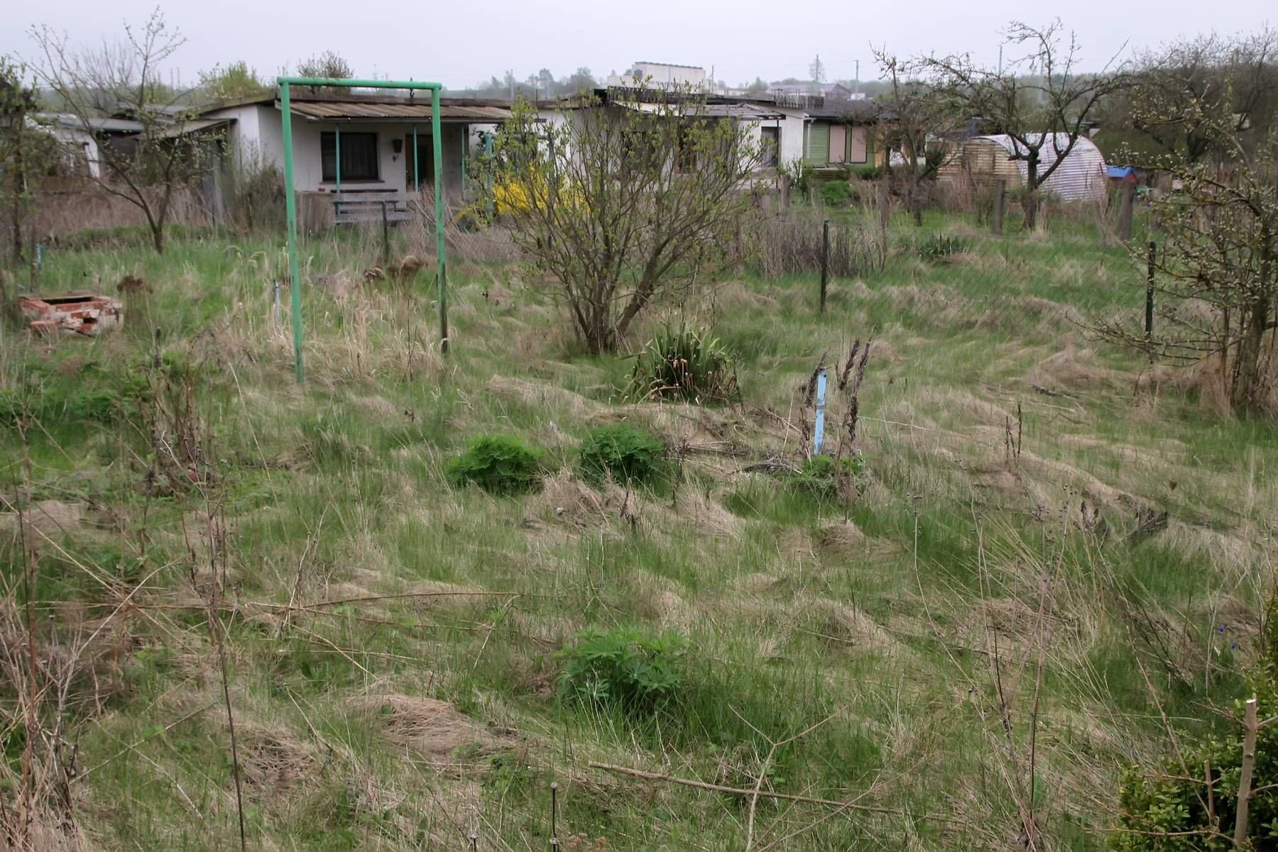Verwilderte Parzellen sorgen für Unmut bei den Sangerhäuser Kleingärtnern