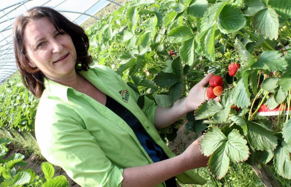 Obsthof-Chefin Sylke Zwicker pflückt hier einige rote Erdbeeren der Sorte „Flair“, die in Schweinitz in Folienzelten gereift sind.