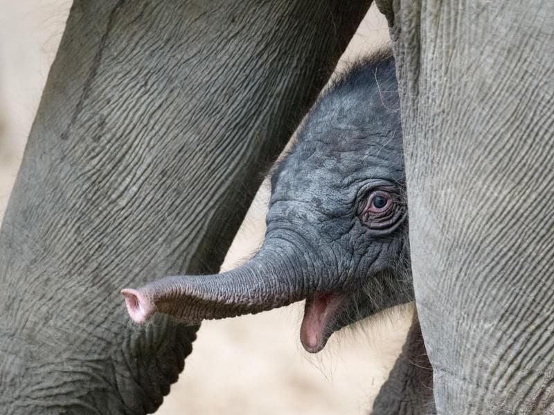 Noch ganz schüchtern: das neugeborene Elefantenmädchen (bisher ohne Namen) versteckt sich zwischen den Beinen ihrer Mutter. Foto: Daniel Reinhardt
