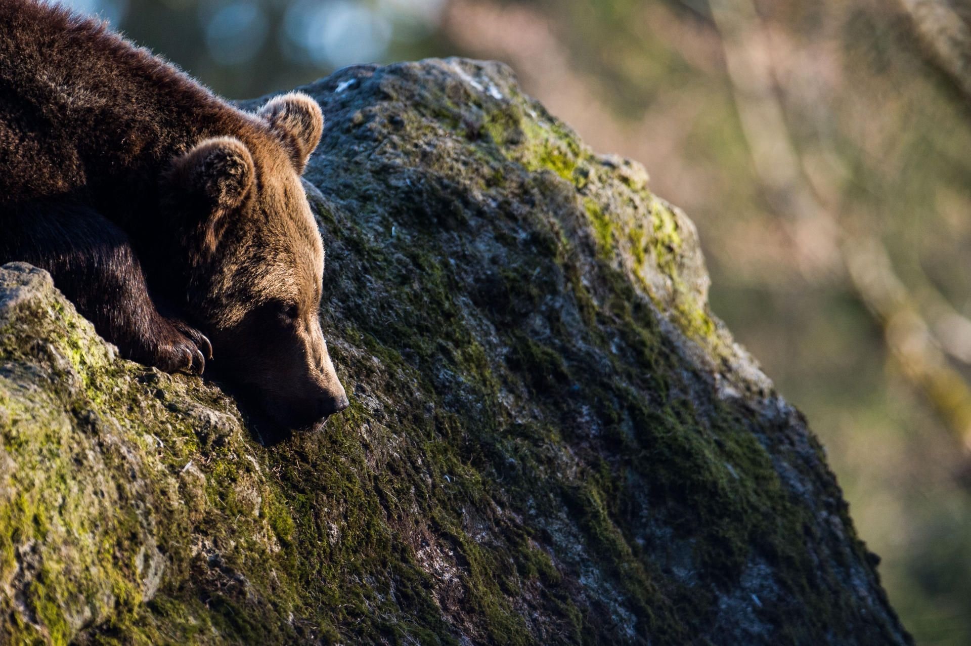 Ein Braunbär liegt im Tier-Freigehege im Nationalpark Bayerischer Wald in der Sonne.