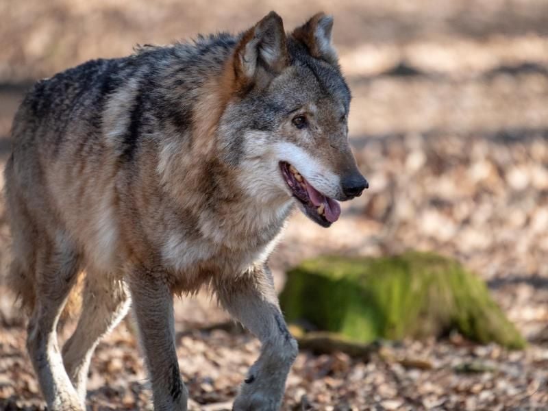 Ab Freitag gibt es neue Wolfspräventionsgebiete im Süden Schleswig-Holsteins. Foto: Monika Skolimowska/Archiv