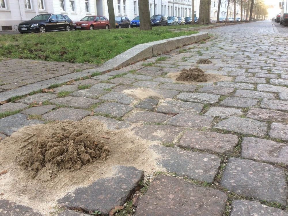 Ob es Maulwürfe oder Wühlmäuse sind, ist noch unklar.