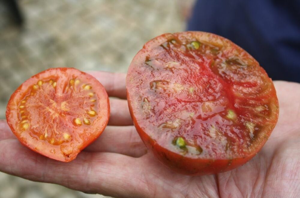 Fleisch- und Salattomate sehen nicht nur anders aus; erstere - hier eine „Marizol Purple“ - hat innen auch mehr Kammern als die kleinere Frucht, hier eine „Prelude“.
