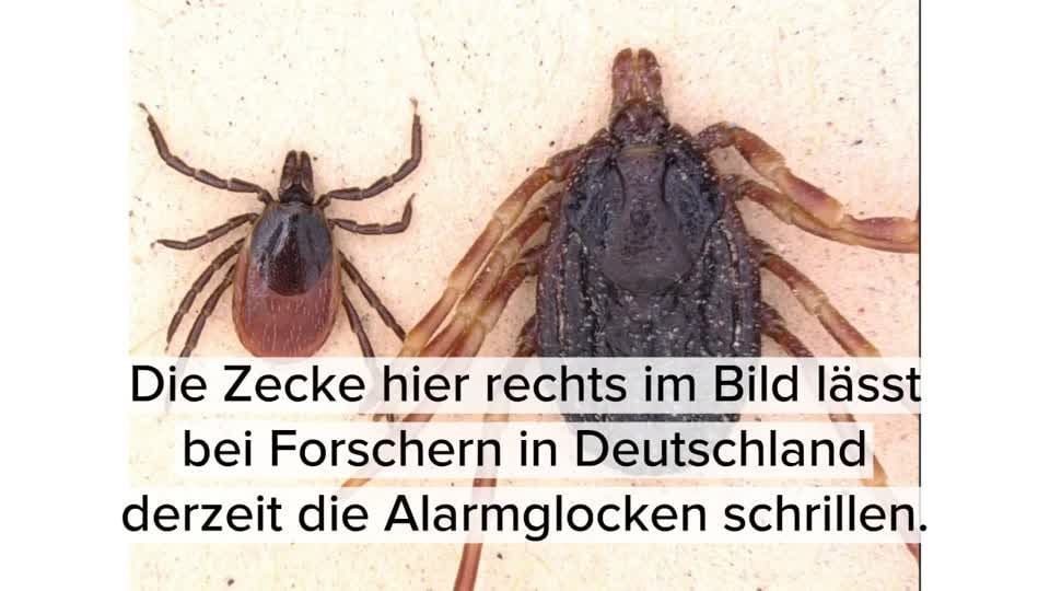 Zecken