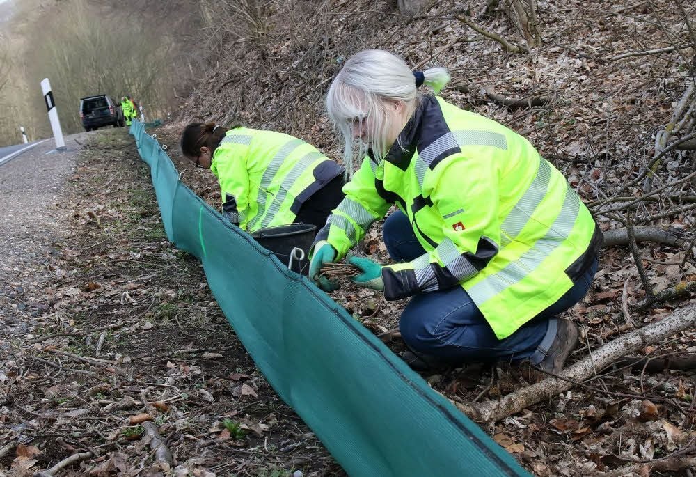 Emma Carl (vorn) und Karin Rost bauen zwischen Wickerode und Questenberg einen Amphibienzaun auf, gegenüber liegt die Nasse.