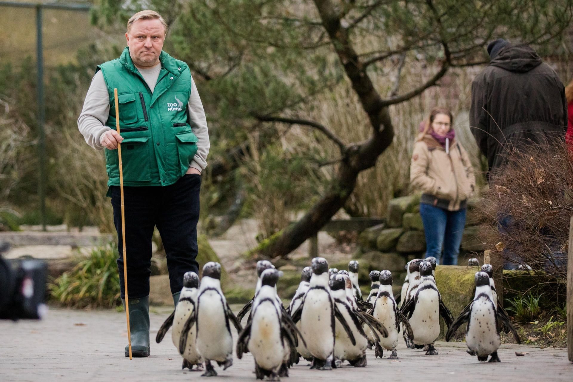 Der Schauspieler Axel Prahl (als Kommissar Frank Thiel) läuft während der Dreharbeiten für den neuen Tatort aus Münster mit Brillenpinguinen durch den Allwetterzoo in Münster
