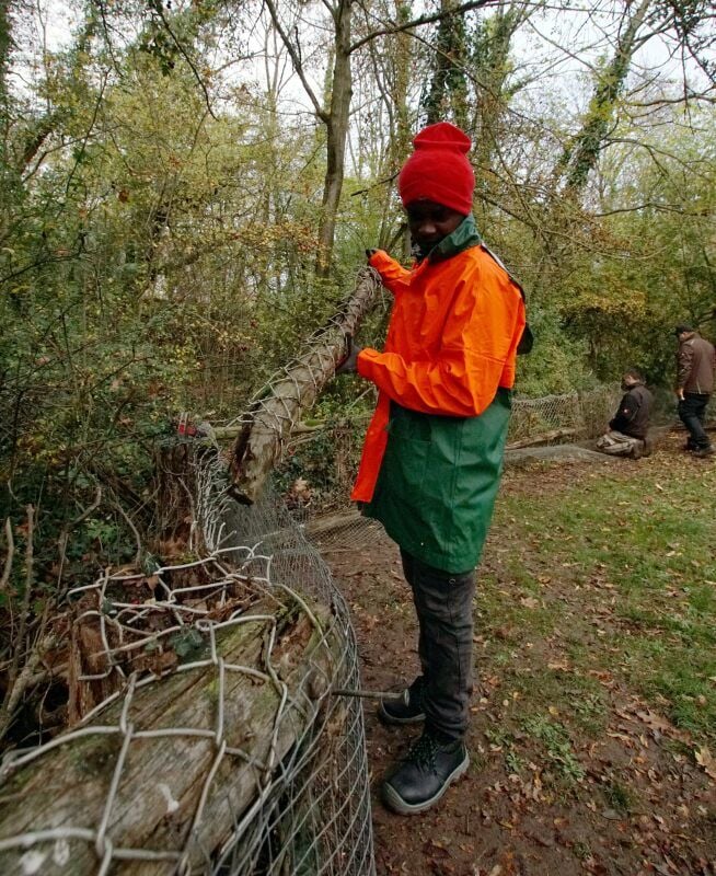 Morsche Zaunpfähle werden von den Schülern auch entfernt.