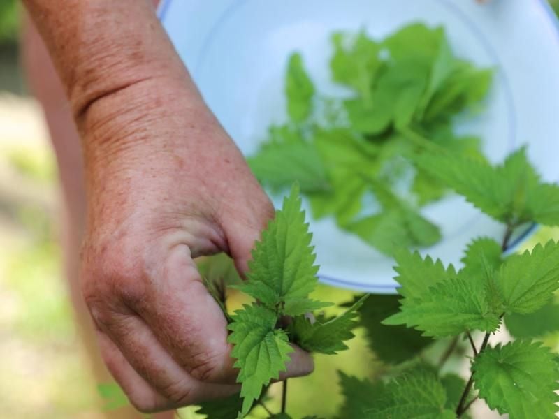 Brennnesseln gibt es quasi überall und kostenlos. Sie taugen als natürliches Pflanzenschutzmittel und Dünger im Garten. Foto: Mascha Brichta