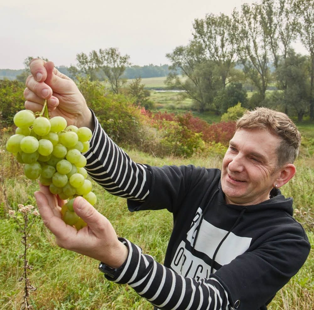 Traubenernte in Nienburg? Was jetzt noch kaum vorstellbar ist, soll laut Michael Bunge bald möglich sein.