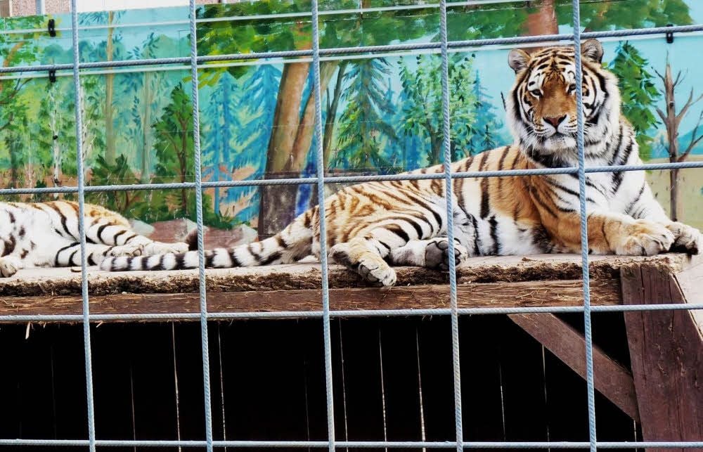 Sibirischer Tiger, auch Amurtiger genannt, ist die größte lebende Katze der Welt und kann im Erlebnistierpark bestaunt werden.