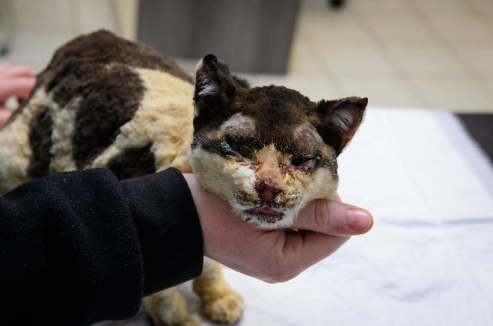 Katze Laura erlitt bei dem Feuer starke Verbrennungen.