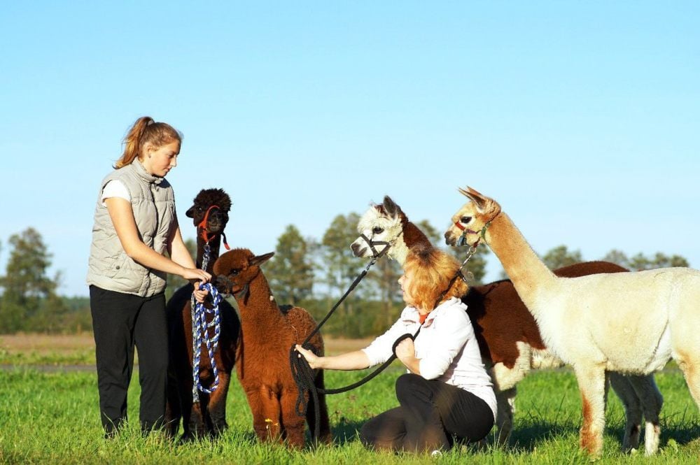 Michaela Nitsche (rechts) mit ihrer Tochter Anna-Lena und vier Alpakas