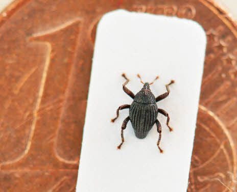 Bei diesem Käfer handelt es sich um einen Rüsselkäfer, der besonders klein ist. Der aus der Bananentüte soll etwas größer gewesen sein.