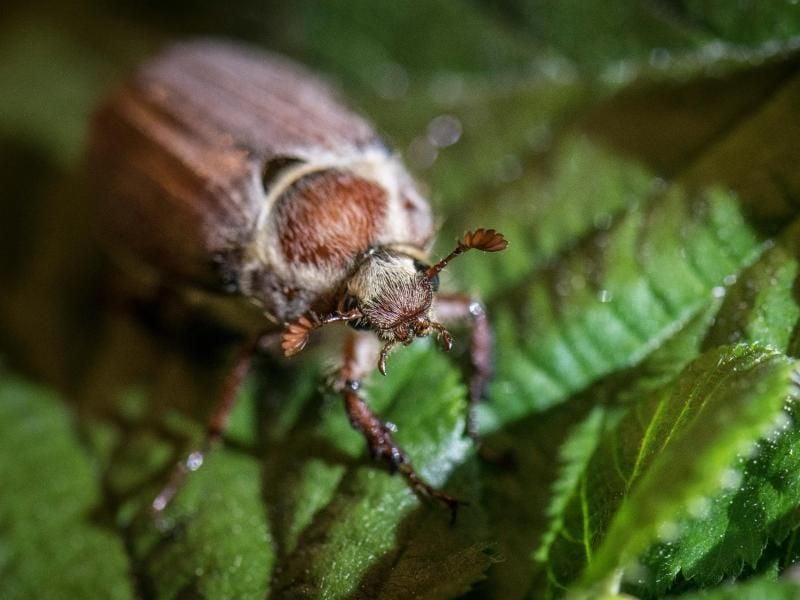 Ein Maikäfer krabbelt über ein Blatt. Foto: Boris Roessler/Archivbild