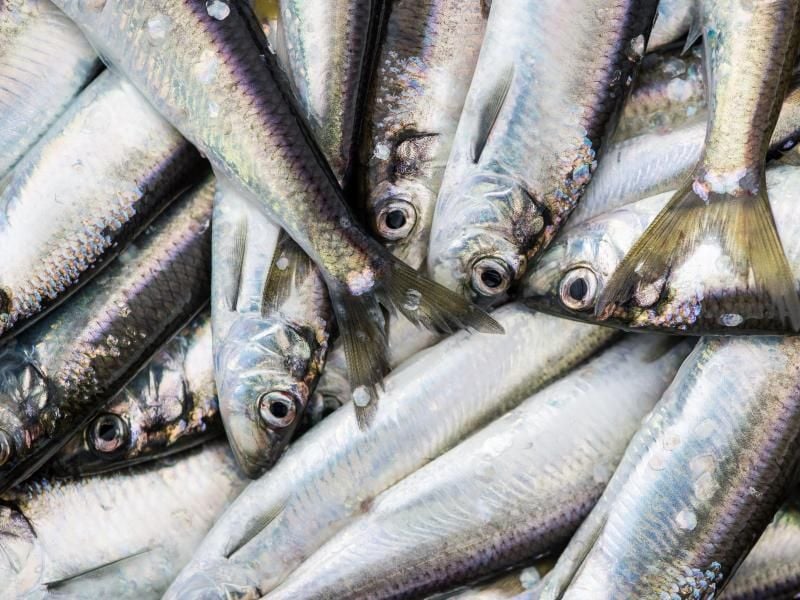 Fisch-Liebhaber sollten beim Kauf auf Bio- und Gütesiegel achten. Foto: Lukas Schulze